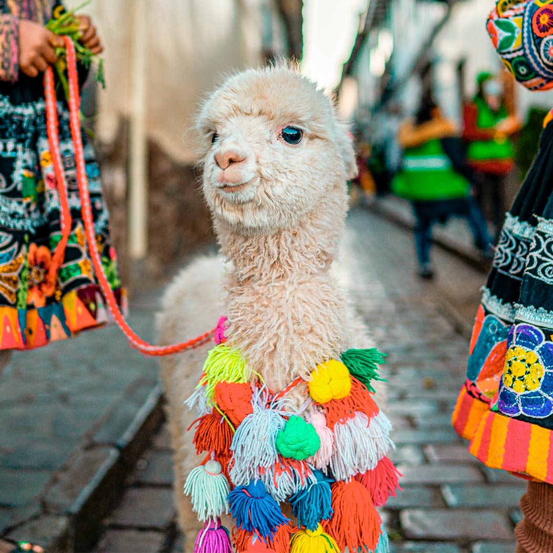 Alpaca-peruvian-1 Alpaca-peruvian-1